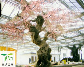成都仿真梅花樹(shù)合作客戶(hù)