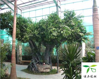 佳石園林為您介紹成都仿真假樹的制作工藝