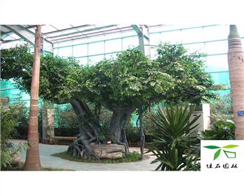 佳石園林景觀：成都仿真假樹(shù)雖假勝真