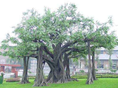 教你如何仿真假樹保養(yǎng)？